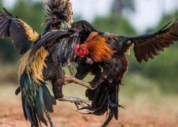 789BET cockfight – Join now and receive instant gifts