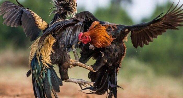 789BET cockfight – Join now and receive instant gifts