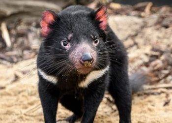 Descubre la Deliciosa Comida del Sudeste en una Visita Guiada Privada con el Demonio de Tasmania en Unzoo