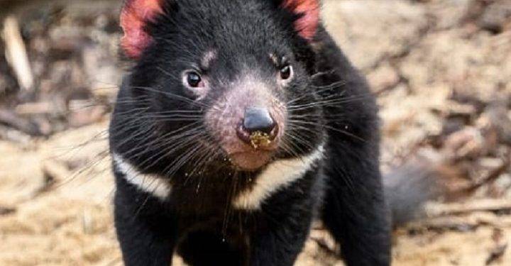 Descubre la Deliciosa Comida del Sudeste en una Visita Guiada Privada con el Demonio de Tasmania en Unzoo